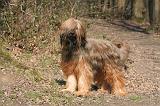 BRIARD 003